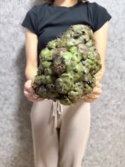 ＊球体＊ ▽Lecanopteris Spp carnosa▽ 3レカノプテリス カルノーサ Lecanopteris Spp carnosa【プラネット】アリ植物