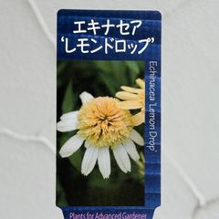 【宿根草】エキナセア・レモンドロップ　3.5号ラベル苗