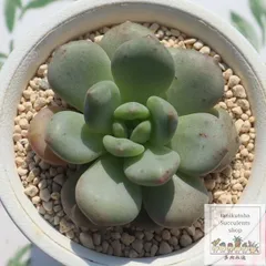 希少 アリエル錦 2025年最新】アリエル 多肉の人気アイテム - メルカリ