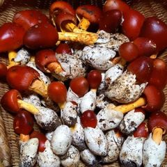 天然きのこ66　タマゴタケ800g