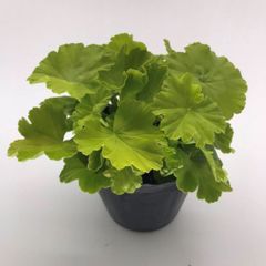 【ゼラニウム　苗】カラーリーフゼラニウム　ゴールデンナゲット　　ガーデニング