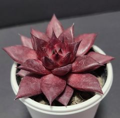 エケベリア ロメオルビン　agavoides.Romeo Rubin  ケーレス実生苗  月曜or火曜日発送。