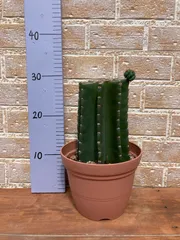 2025年最新】柱サボテン鬼面角の人気アイテム - メルカリ