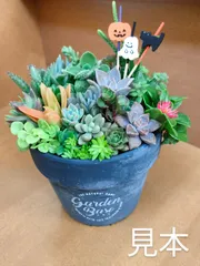 多肉植物　朧月　カット苗 Amazon.co.jp: 多肉植物 朧月 カット苗 : DIY・工具・ガーデン