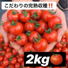 【メルカリ特別価格】濃厚美味しいミニトマト 箱込み2kg