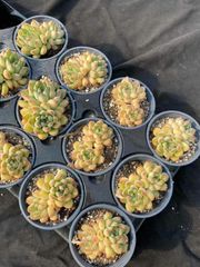 抜き苗 ホウスイビジン双頭 MY16×18株 ふっくら 多肉植物 エケベリア サボテン 韓国苗 新入荷