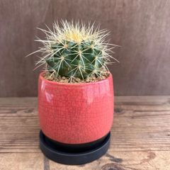 キンシャチ　アカ　陶器鉢付き　現品　Echinocactus grusonii グルソニー キンシャチ 玉サボテン  観葉植物 観葉 植物  多肉植物 多肉 カクタス サボテン インテリア プレゼント ミニ 小さい おうち時間