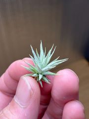 【ネコポス】チランジア イオナンタ ミニマウス　Tillandsia ionantha 'Mini Mouse'　キンクマ農園☆T0117