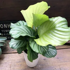 ポットごと♡4号♡オルビフォリア♡カラテア♡風水♡観葉植物♡インテリアのサムネイル