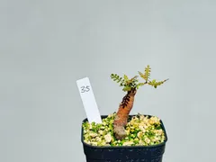 ✨良サイズ✨オペルクリカリア　パキプス　パワータンク8本セット ✨良サイズ✨オペルクリカリア パキプス パワータンク8本セット