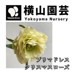 クリスマスローズ クリスマスローズ