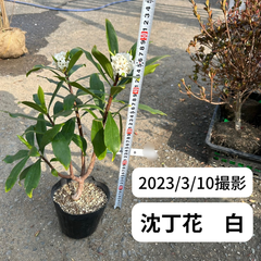 沈丁花（白）★ポット苗