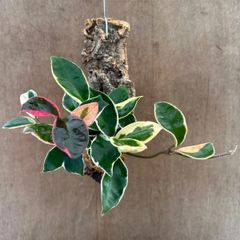 ホヤ カルノーサ リップカラー コルク付け ⑤ 現品 サクララン 桜蘭 Hoya carnosa lip color サクララン 桜蘭 観葉植物 観葉 植物 珍奇植物 つる性 ハンギングにおすすめ プレゼント 贈り物 人生の出発 人生の門出 ハンギング リップ