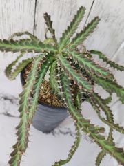 【 大株 タコモノ 人気品種 希少 】ユーフォルビア ステラータ  飛竜  Euphorbia stellata
