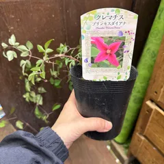 s2810 たーちゃん様専用　クレマチス　プリンセスダイアナ