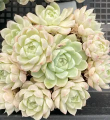 r*く様 D527　白月影　抜き苗　21株　多肉植物 エケベリア 韓国苗 サボテ ステキ‼️ 多肉植物(韓国苗) エケベリア白月影(多頭)❣️ カット