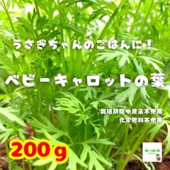 ☆農薬や化学肥料は使用しておりません　ベビーキャロットの葉（ミニにんじんの葉）　埼玉県産　約２００ｇ（※根が少し大きくなっているものもあります）