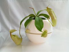 【食虫植物】ネペンテス・ルイーザ4号鉢