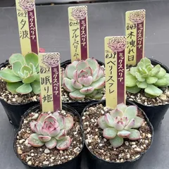 ❤️確認用❤️★F ミックスベリア❤️ウエディングベル❤️抜き苗♪✨メルカリ便✨札なし 2025年最新】ミックスベリア ウエディングベルの人気アイテム