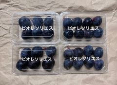 黒いちじく　ビオレソリエス　クール便