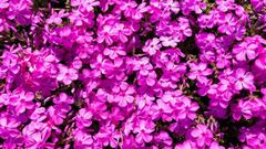 芝桜苗【ブルー＆ピンク】ガーデニングにピッタリのお花70個セット各35ポット　観葉植物