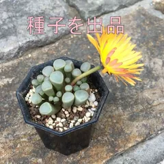【速達付】8 五十鈴玉錦　最上級斑入り　輸入苗　多肉植物 ル*)様 多肉植物 五十鈴玉錦 最上級斑入り 鮮明錦 - メルカリ