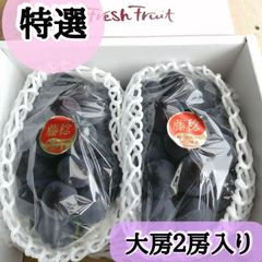大房！藤稔(ふじみのり)２房セット　ぶどう　収穫当日出荷　匿名配送可　産地直送