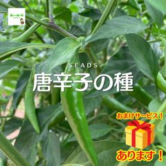 唐辛子の種（とうがらし、トウガラシ）　約３０粒　☆購入してくれたお客様におまけで２０粒以上プラスしてプレゼントいたします！＼(^o^)／