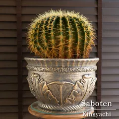 キンシャチ　金鯱　10株 金鯱 10株セット キンシャチ サボテン 多肉 【公式通販】