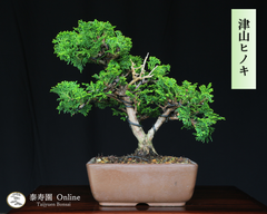 津山檜 ツヤマヒノキ 小品盆栽【泰寿園 Online】現品 一点物 檜 桧 松柏 松 初心者 ミニ盆栽 室内 鑑賞 趣味 卓上盆栽 盆栽鉢 グリーン 和 ギフト プレゼント 贈答品 誕生日 母の日 父の日 敬老の日 記念日 お祝い 優良葉性 インテリア 5