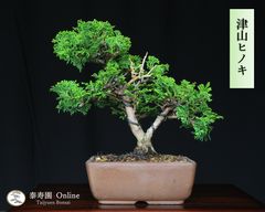 さつき盆栽【貴公子】皐月盆栽 - メルカリ