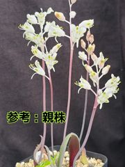 種子１０粒 ラケナリア アンジェリカ ケープバルブ 球根 多肉植物 冬型 実生用