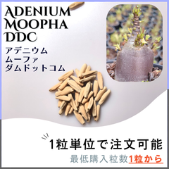 【種子】アデニウム ムーファ ダムドットコム /セット割あり数量1粒から購入OK