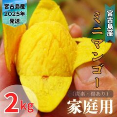【予約商品】沖縄県産　ミニマンゴー　家庭用　2キロ　（6月末頃発送）
