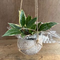 ホヤ ゴールデンマージン ココポット 現品 Hoya hybrid Golden Margin ガガイモ ホヤ サクララン ワックスプラント  桜蘭  観葉植物 観葉 植物 珍奇植物 珍奇 珍しい レア 希少 つる性 つる性植物  吊り下げ ハンギング