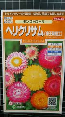 ヘリクリサム モンストローサ 帝王 貝細工 かいざいく 種 ３袋セット