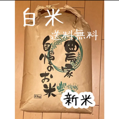 白米　10kg コシヒカリ　新米　栃木県産　令和4年産　送料無料　米　10キロ