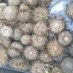 オマケ付き　1kg冷凍ウニ　石鯛　底物　餌