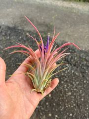 【期間限定】入荷したて　大きいイオナンタ・レッド