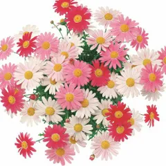 マーガレット ストロベリーホイップ 色変わりマルチカラー １株 花苗 宿根草 栄養系 苗 花の苗