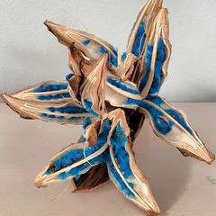 タビヒトノキ種子