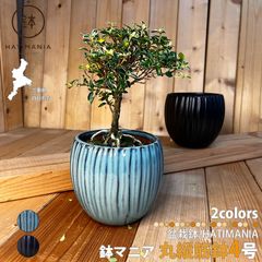 HATIMANIA 鉢マニア 金彩 浅型 3.5号 萬古焼 盆栽鉢 陶器 whgh.jpg