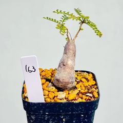 オペルクリカリア パキプス パワータンク163 - メルカリ