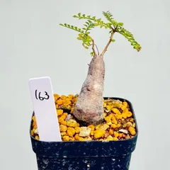 2025年最新】オペルクリカリア パキプスの人気アイテム - メルカリ