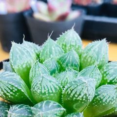 ✨サブシセリス錦✨美苗  カット苗 ✨サブシセリス錦✨美苗 カット苗