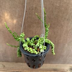 ディスキディア　ドラゴンジェイド① 現品　Dischidia Dragon Jade 観葉植物 観葉 植物 珍奇植物 珍奇 珍しい レア 希少 つる性植物 つる性 吊るす 吊り下げ ハンギング インテリア プレゼント おしゃれ かわいい おうち時間 グリーン