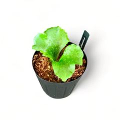 【板付けOKサイズ！】ビカクシダ | P.mt.kitshakood | キャッチャクード 中株