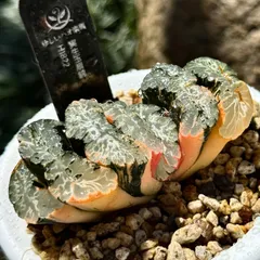 26d ハオルチア　多肉植物　大縄帝玉扇錦　自家繁殖 26d ハオルチア 多肉植物 大縄帝玉扇錦 自家繁殖 26d ハオルチア 多肉