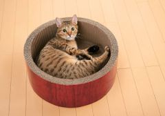 猫用品　爪とぎ　スクラッチャー　ガリガリサークルスクラッチャー　2個セット
