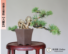 吾妻五葉松【大巓性】ダイテンショウ 実生 根上り懸崖づくり 小品盆栽【泰寿園 Online】現品 一点物 盆栽 松柏 室内 鑑賞 趣味 卓上盆栽 盆栽鉢 グリーン 和 ギフト プレゼント 贈答品 ミニ盆栽 誕生日 母の日 父の日 敬老の日 記念日 お祝い 45